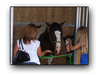 Toronto Petting Zoo