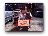 Toronto Petting Zoo Reindeer Five